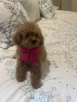 You poodle , a female Poodle - Toy  for sale in Tampa, FL – 2 of 2