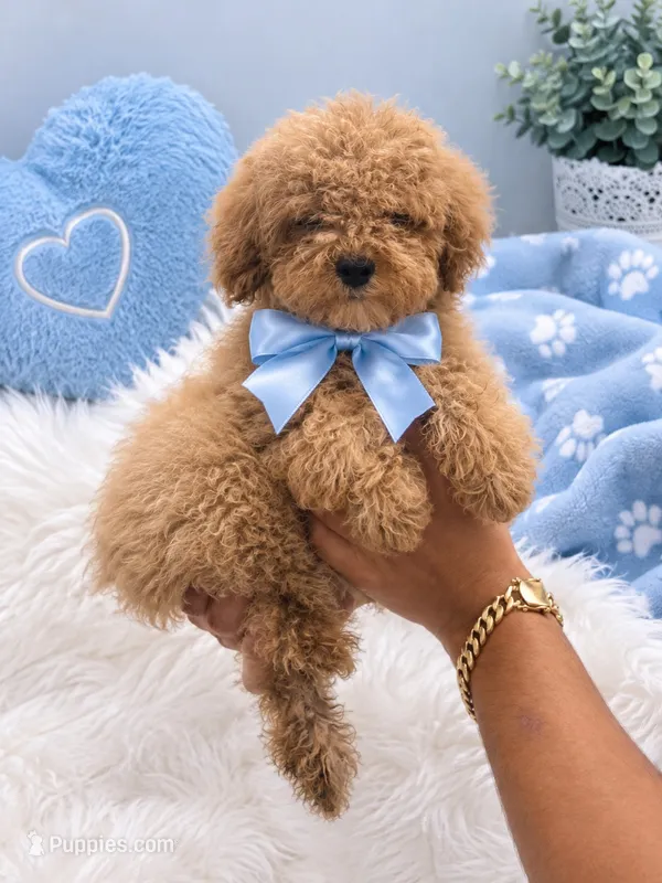 Maltipoo – Maltipoo puppy for sale in Tampa, FL