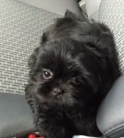 Shihtzu , a male Shih Tzu for sale in Tampa, FL – 2 of 2