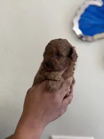 Toy poodle , a male Poodle - Toy  for sale in Tampa, FL – 2 of 3