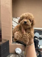 Toy poodle , a male Poodle - Toy  for sale in Tampa, FL – 2 of 2
