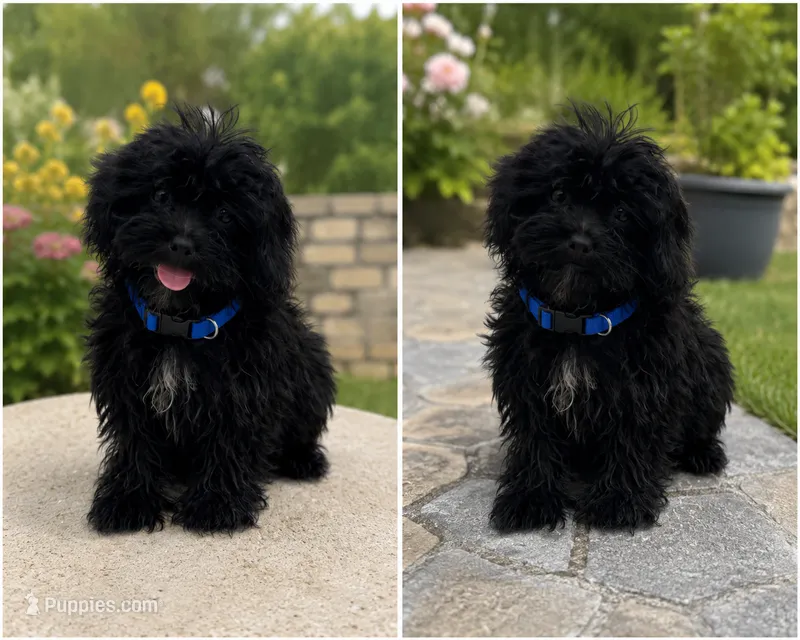 Shihpoo  – Shihpoo puppy for sale in Tampa, FL