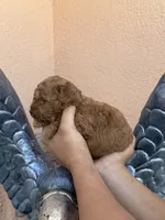 Toy poodle , a male Poodle - Toy  for sale in Tampa, FL – 3 of 3