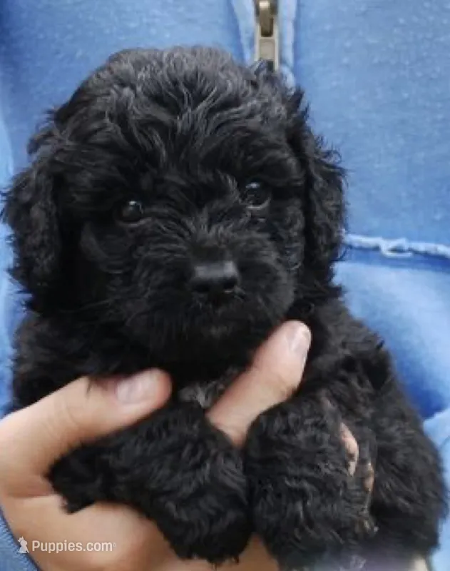 Toy poodle – Poodle - Toy  puppy for sale in Tampa, FL