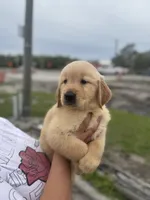 Golden retriever, a male Golden Retriever for sale in Tampa, FL – Photo 2 of 2