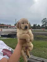 Golden retriever, a male Golden Retriever for sale in Tampa, FL – Photo 1 of 2