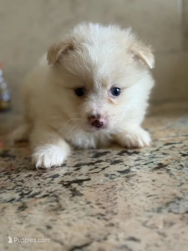 Pomeranian , a male Pomeranian for sale in Tampa, FL – Photo 1 of 2