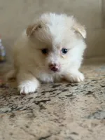 Pomeranian , a male Pomeranian for sale in Tampa, FL – Photo 1 of 2