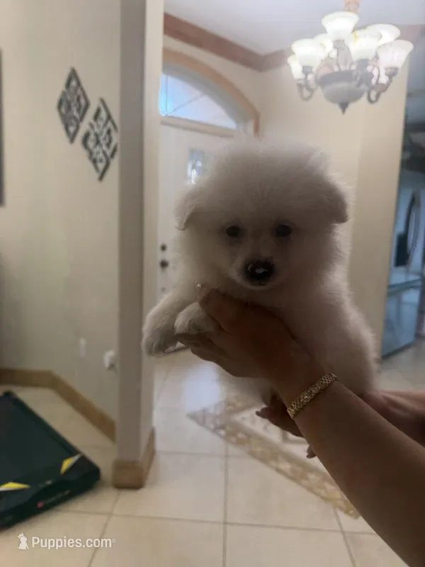 Pomeranian – Pomeranian puppy for sale in Tampa, FL