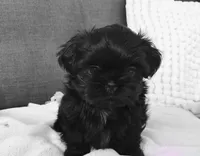 Shihtzu , a male Shih Tzu for sale in Tampa, FL – 1 of 2