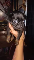 Black and Tan Smooth Boy, a male Brussels Griffon for sale in Canton, NC – 2 of 4