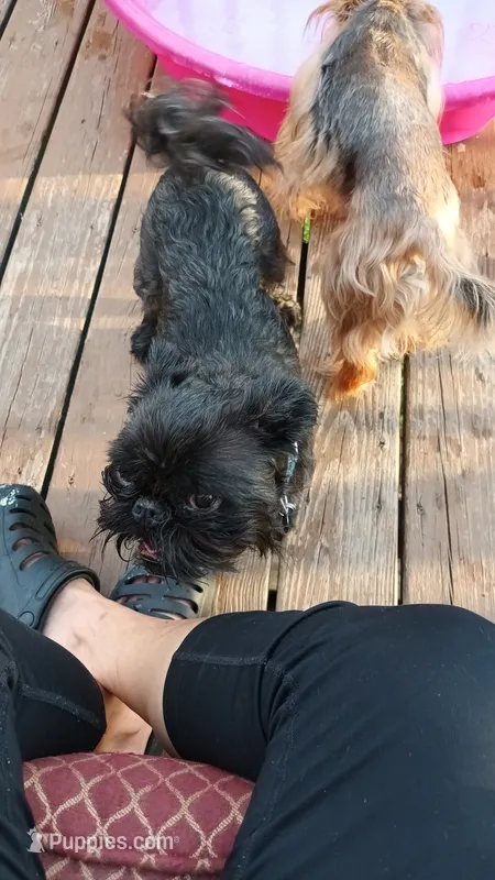 Akc Raven  – Brussels Griffon puppy for sale in Canton, NC