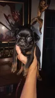Black and Tan Smooth Boy, a male Brussels Griffon for sale in Canton, NC – 3 of 4