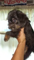 Rough Black and Tan Boy, a male Brussels Griffon for sale in Canton, NC – 5 of 5
