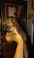 AKC Red Male, a male Brussels Griffon for sale in Canton, NC – 5 of 7