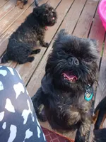 Akc Raven , a female Brussels Griffon for sale in Canton, NC – 2 of 4