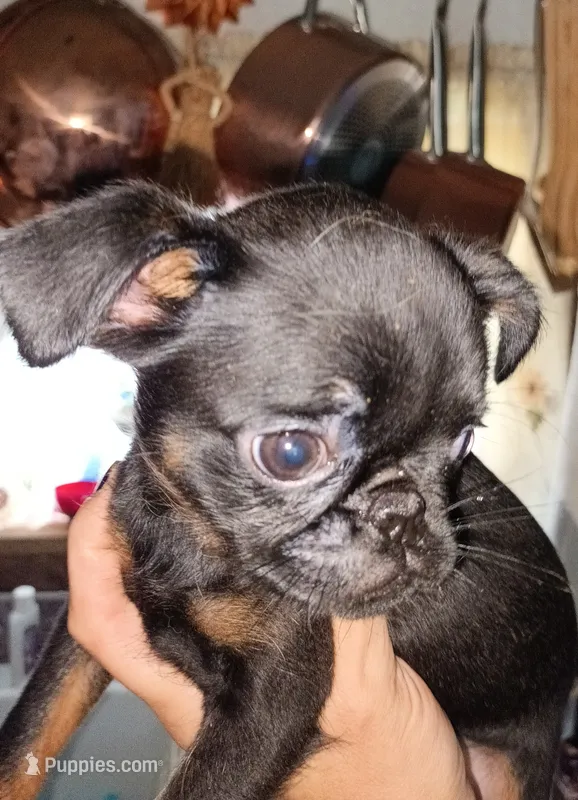Black and Tan Smooth Boy – Brussels Griffon puppy for sale in Canton, NC