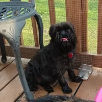 Akc Ursula , a female Brussels Griffon for sale in Canton, NC – 2 of 4