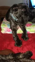 Akc Raven , a female Brussels Griffon for sale in Canton, NC – 4 of 4