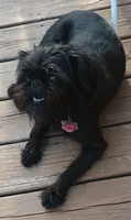 AKC Bella , a female Brussels Griffon for sale in Canton, NC – 3 of 3