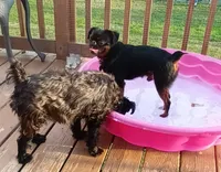 AKC Dobby , a male Brussels Griffon for sale in Canton, NC – 4 of 5