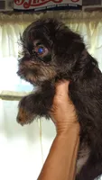 Rough Black and Tan Boy, a male Brussels Griffon for sale in Canton, NC – 4 of 5