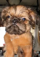 AKC Red Male, a male Brussels Griffon for sale in Canton, NC – 2 of 7