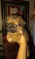 AKC Red Male, a male Brussels Griffon for sale in Canton, NC – 3 of 7