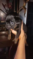 Black and Tan Smooth Boy, a male Brussels Griffon for sale in Canton, NC – 4 of 4