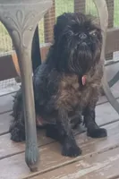 Akc Ursula , a female Brussels Griffon for sale in Canton, NC – 4 of 4
