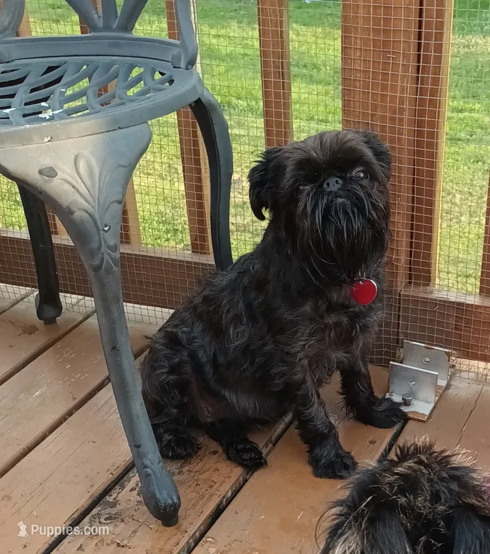 Akc Ursula  – Brussels Griffon puppy for sale in Canton, NC
