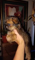 AKC Red Male, a male Brussels Griffon for sale in Canton, NC – 4 of 7