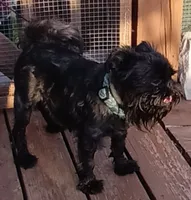 Akc Raven , a female Brussels Griffon for sale in Canton, NC – 3 of 4