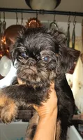 Rough Black and Tan Boy, a male Brussels Griffon for sale in Canton, NC – 3 of 5