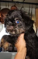 Rough Black and Tan Boy, a male Brussels Griffon for sale in Canton, NC – 2 of 5