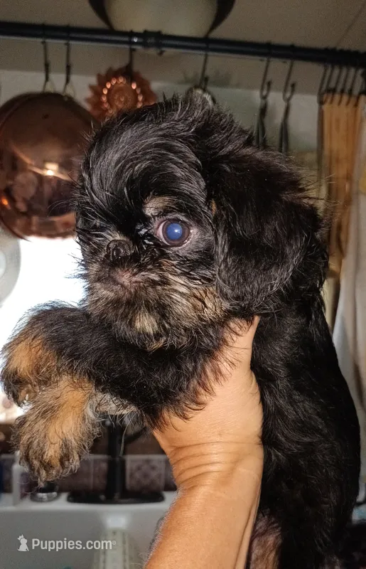 Rough Black and Tan Boy – Brussels Griffon puppy for sale in Canton, NC