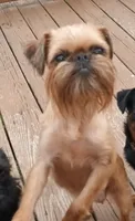 AKC Red Male, a male Brussels Griffon for sale in Canton, NC – 7 of 7