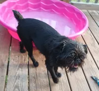 AKC Bella , a female Brussels Griffon for sale in Canton, NC – 2 of 3