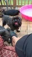 Akc Ursula , a female Brussels Griffon for sale in Canton, NC – 3 of 4