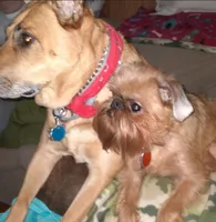 AKC Red Male, a male Brussels Griffon for sale in Canton, NC – 6 of 7