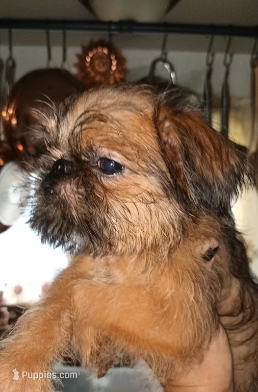 AKC Red Male – Brussels Griffon puppy for sale in Canton, NC