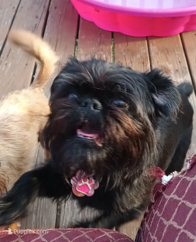AKC Bella  – Brussels Griffon puppy for sale in Canton, NC