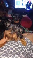 AKC Dobby , a male Brussels Griffon for sale in Canton, NC – 3 of 5