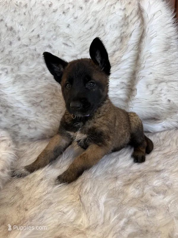 Lavendar, a female Belgian Malinois for sale in Rochester, NY – Photo 1 of 1