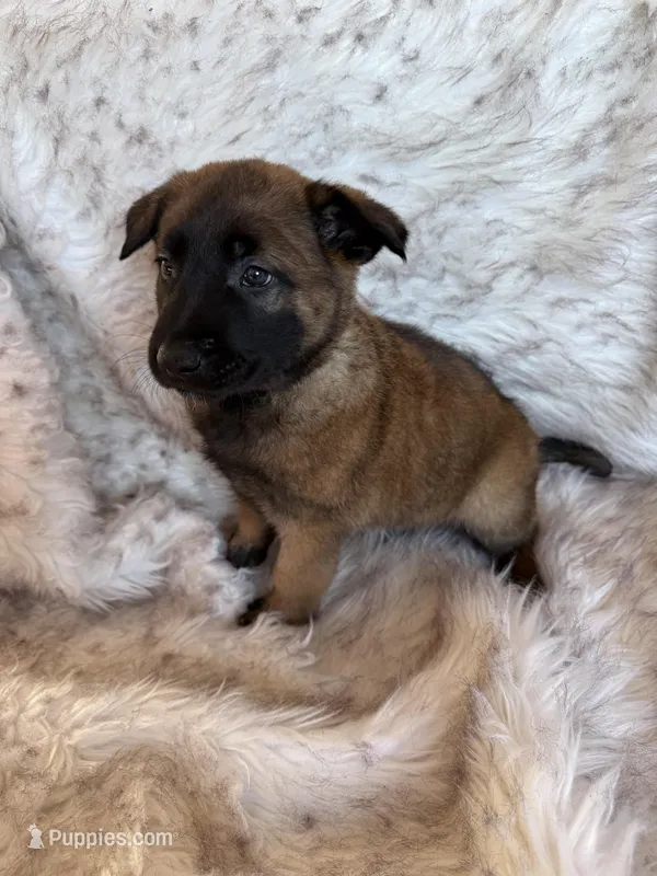 Purple Female, a female Belgian Malinois for sale in Rochester, NY – Photo 1 of 1