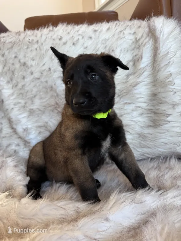 Neon Green, a female Belgian Malinois for sale in Rochester, NY – Photo 1 of 1