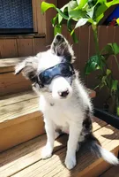 Bodie (Rehoming), a female Border Collie for sale in Kersey, PA – 2 of 3