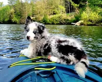 Bodie (Rehoming), a female Border Collie for sale in Kersey, PA – 1 of 3