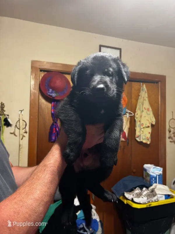 Black – German Shepherd Dog puppy for sale in Pueblo, CO