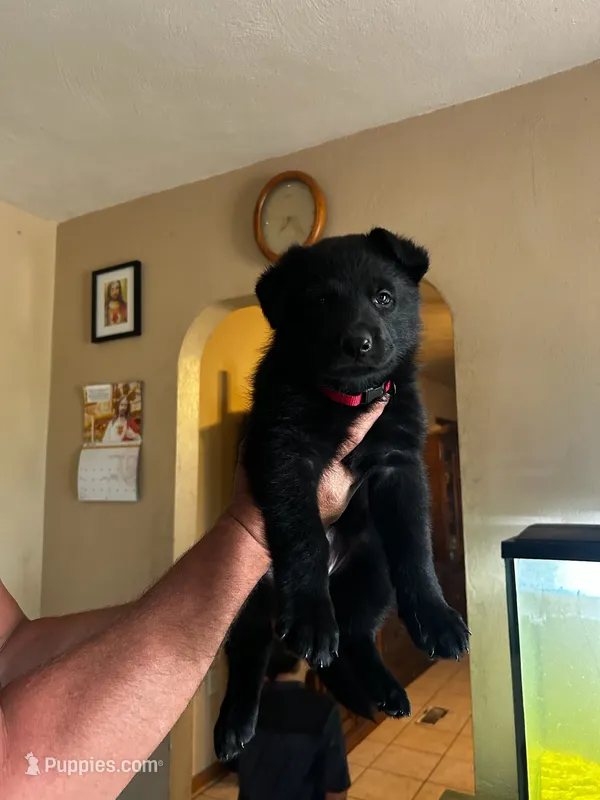 Hot pink – German Shepherd Dog puppy for sale in Pueblo, CO